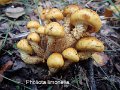 Pholiota limonella-amf1435